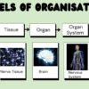 Intro to Body Systems - Image 3